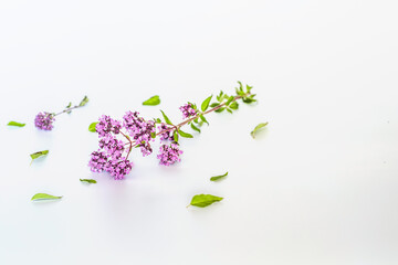 Oregano, Collect valuable flowers Origanum vulgare from moment of flowering, and start drying isolated on a white background