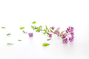 Oregano, Collect valuable flowers Origanum vulgare from moment of flowering, and start drying isolated on a white background