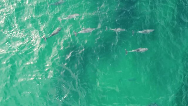 Drone aerial shot of dolphin pod group swimming at Spoon Bay marine mammals Central Coast NSW Australia 4K