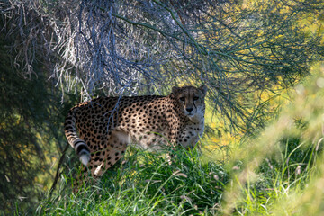 An African Cheetah Hiding under a Tree in the Shadows Showing how the Spots help it Camouflage into the background while Hiding