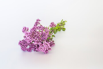 Oregano, Collect valuable flowers Origanum vulgare from moment of flowering, and start drying isolated on a white background
