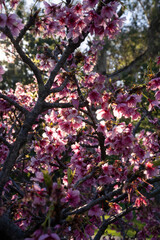 Floral background. Closeup view of Prunus serrulata, also known as Japanese flowering cherry or Sakura, beautiful flowers of pink petals, blooming in the park at sunset.