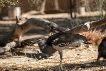 A Kori Bustard in its Zoo Habitat under a Tree