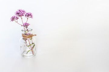 Oregano, Collect valuable flowers Origanum vulgare from moment of flowering, and start drying. clear bottle isolated on white background. Alternative medicine. Herbal concept, Clipping mask