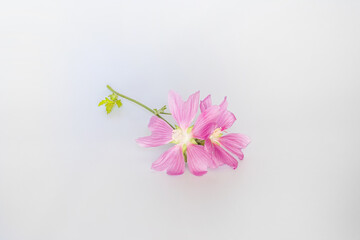 Malva alcea , greater musk-mallow, cut-leaved mallow, vervain mallow or hollyhock mallow fresh...