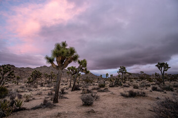 Dark Clouds At Sunset Over Joshua Tree