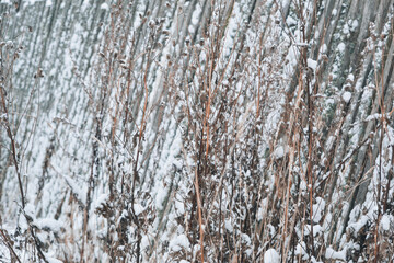 Obraz premium Winter dry grass under snow. Background with dry wild flower, macro
