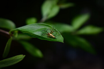 fly on leaf💚