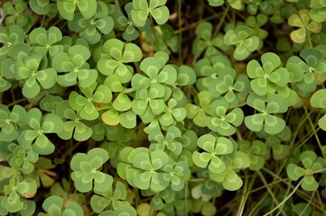fresh green water fern in nature garden