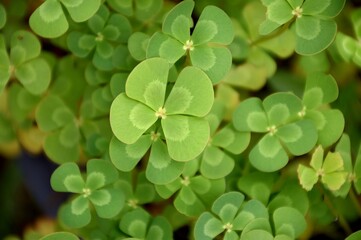 fresh green water fern in nature garden