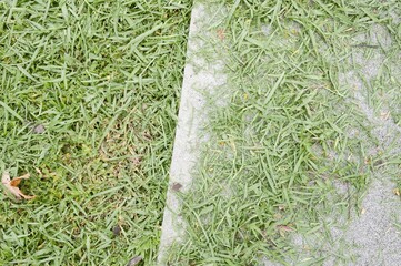 grass leaf on the ground