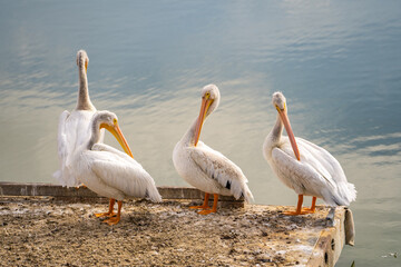 Four pelicans clean their feathers.