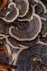 Group of turkey tail fungus