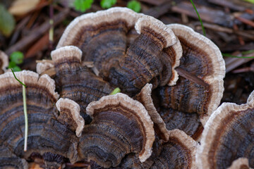 Group of turkey tail fungus