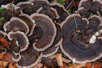 Group of turkey tail fungus
