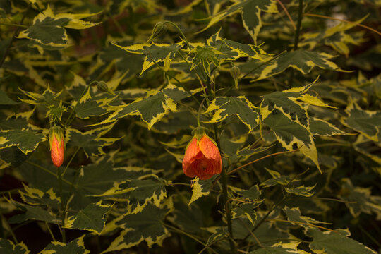 Redvein abutilon, red vein Indian mallow, redvein flowering maple, Chinese-lantern, red vein Chinese lanterns (Abutilon pictum,  Abutilon striatum).