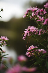 A bee on a wildflower during the summer season in Ontario, Canada.