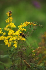 A bee on a wildflower during the summer season in Ontario, Canada.