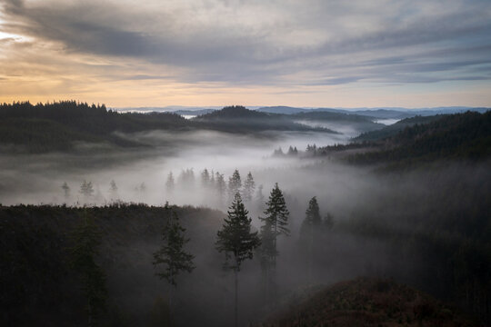Oregon forest trees in fog at sunrise.