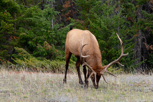 Male elk standing facing us, with its  head down near the ground showing an impressive rack of antlers