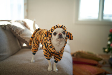 Obraz premium 虎の威を借る白犬 White dog borrowing the power of a tiger