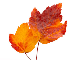 Fototapeta premium Colorful fall autumn leaves in red, yellow and orange with a black background.