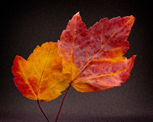 Colorful fall autumn leaves in red, yellow and orange with a black background.