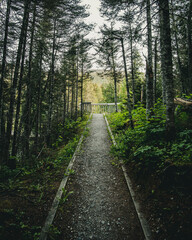 Forest path to the lookout