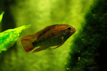  The dwarf cichlid (Apistogramma macmasteri) in aquarium.