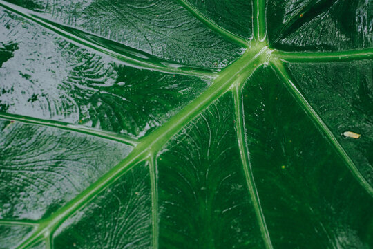 Green caladium texture ropical south american plant of the arum family, which is cultivated for its brilliantly colored