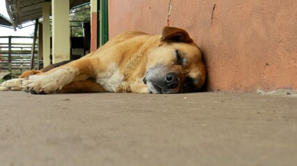 sleeping dog sleeping