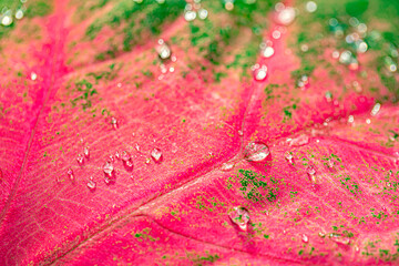 Morning dew. Beautiful drops of transparent rainwater on a green and pink leaf. Macro. Droplets of water sparkle glare in the morning sun. Beautiful leaf texture.