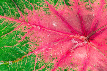 Morning dew. Beautiful drops of transparent rainwater on a green and pink leaf. Macro. Droplets of water sparkle glare in the morning sun. Beautiful leaf texture.