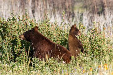 Cinnamon Mom and black bear cub eating berries in grass on sunny afternoon, baby standing up on back feet © Amy