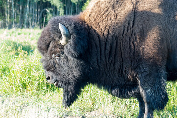 close up shot of the side of a bison head with greenery in background
