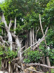 Tree of life in the middle of Thai jungles