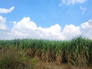 Sugarcane fields with sunshine and blue sky background.