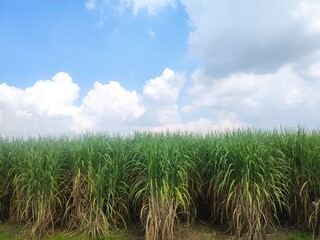 Sugarcane fields with sunshine and blue sky background.