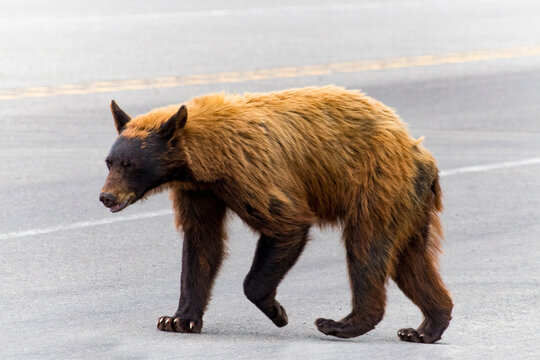 Mangey Sick Skinny Black Bear Crossing The Road