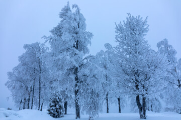 Trees in snow