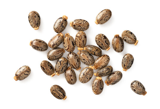 close up of castor beans, isolated on white background, top view