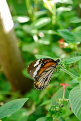 A Common Tiger butterfly on the leaf. Common Tiger, also name Indian Monarch or Orange Tiger, is one of the common butterflies of India. Binomial name is Danaus genutia.