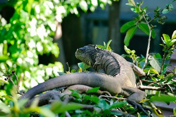 A Green iguana basking on the tree. The green iguana is a large, arboreal, mostly herbivorous species of lizard of the genus Iguana. It's an alien species in Taiwan. 