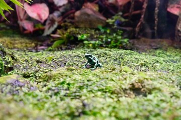 Close-up photo of a poison frog(Dendrobatidae "auratus"). Poison dart frog is the common name of a group of frogs in the family Dendrobatidae which are native to tropical Central and South America.
