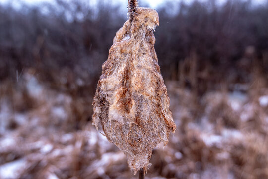 cold winter frozen cat tail