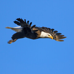 A nice closeup of a Bald Eagle commencing its flight framed by its wing feathers with a deep blue sky background.