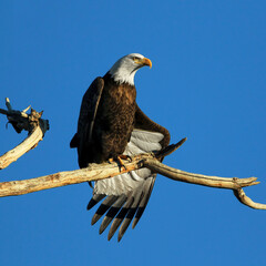 A Bald Eagle beautifully posing with fanned tail feathers flipped under its outstretched wing with the afternoon sun's light casting artful shadows.