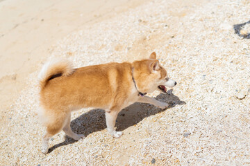 Wedding in Okinawa Japan - Happy Shiba 