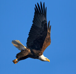 A full body closeup of a Bald Eagle with its wings fully up and a determined look on its face as it swoops down in flight.