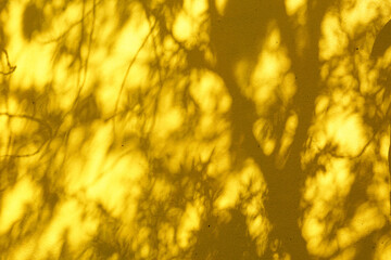 On the surface of a bright yellow concrete wall, there are shadows of trees and branches. for any design or background